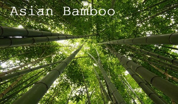 Asian Bamboo